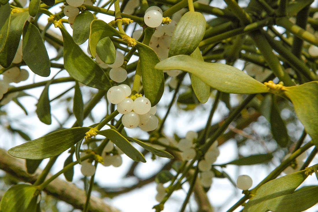 Mistelbaum mit Blüten
